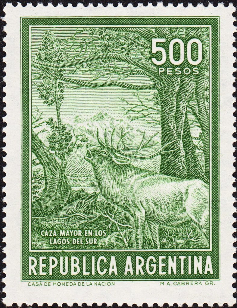 Red Deer (Cervus elaphus)