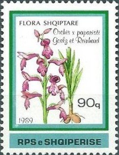 Stamp, Anacamptis × olida nothosubsp. paparistoi, Albania,  , Flowers, Orchids, Plants (Flora)