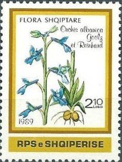 Stamp, Anacamptis morio subsp.caucasica (syn.Orchis albanica), Albania,  , Flowers, Orchids, Plants (Flora)