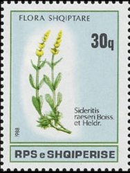 Sideritis raeseri