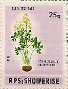 Gymnosperium shqipetarum