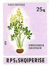 Gymnosperium shqipetarum