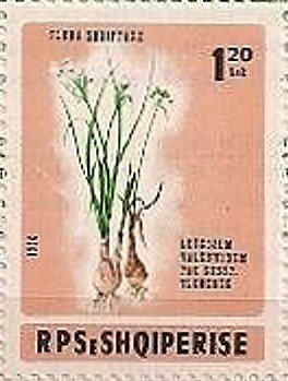 Leucojum valentinum