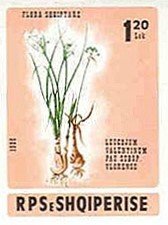 Leucojum valentinum