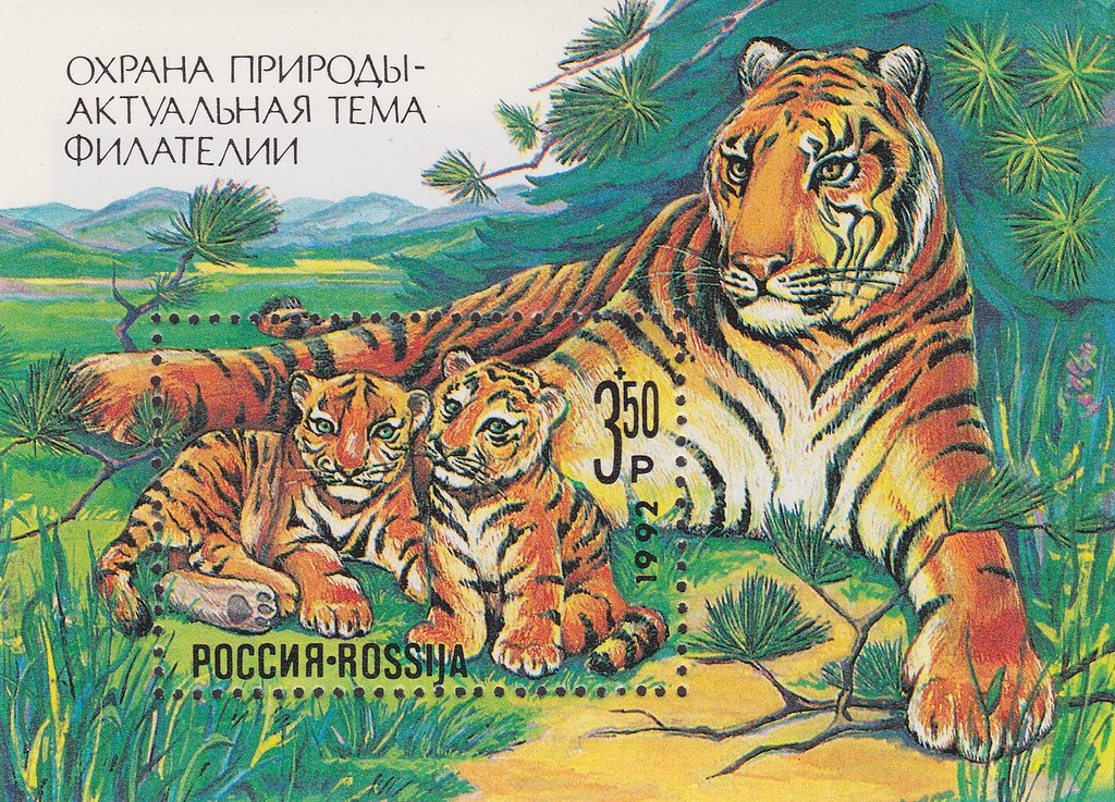 Амурская тигрица с тигрятами