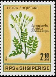 Sanguisorba albanica