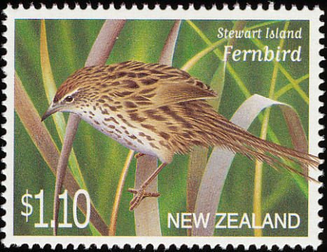 Stewart Island Fernbird (Bowdleria punctata stewartiana)