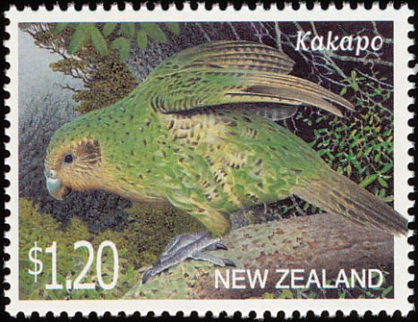 Kakapo (Strigops habroptilus) 
