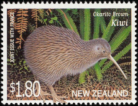 Okarito Brown Kiwi (Apteryx rowi)