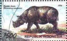 Javan Rhinoceros (Rhinoceros sondaicus)