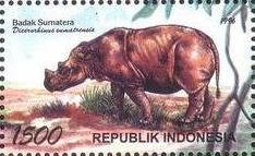 Sumatran Rhinoceros (Dicerorhinus sumatrensis)