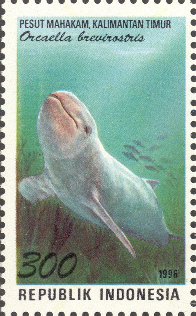 Irrawaddy Dolphin (Orcaella brevirostris)