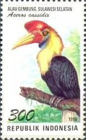Knobbed Hornbill (Aceros cassidis)