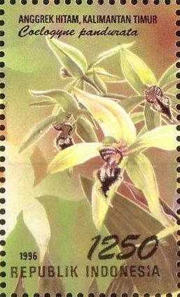 Flora and Fauna- Coelogyne pandurata