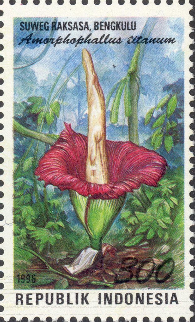 Flora and Fauna- Amorphophallus titanum