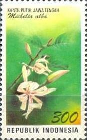 Flora and Fauna- Michelia alba