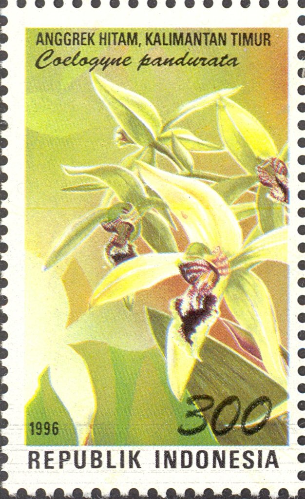 Flora and Fauna- Coelogyne pandurata