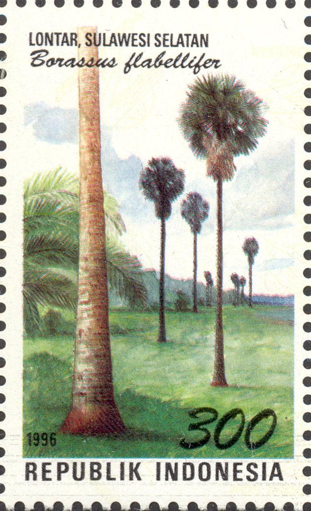 Flora and Fauna- Borassus flabellifer