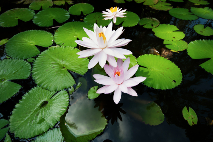 Aquatic Plants