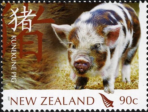 Kunekune Pig (Sus scrofa domestica)