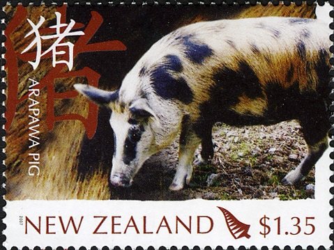 Arapawa Pig (Sus scrofa domestica)