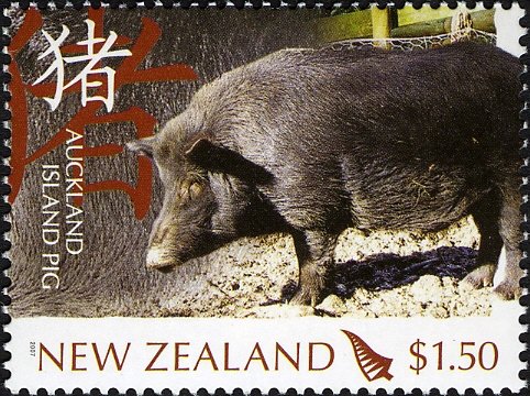 Auckland Island Pig (Sus scrofa domestica)