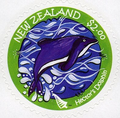 Hector's Dolphin