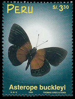 Stamp, Meadow Wanderer  (Asterope buckleyi), Peru,  , Butterflies