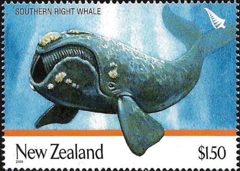 Southern Right Whale (Eubalaena australis)