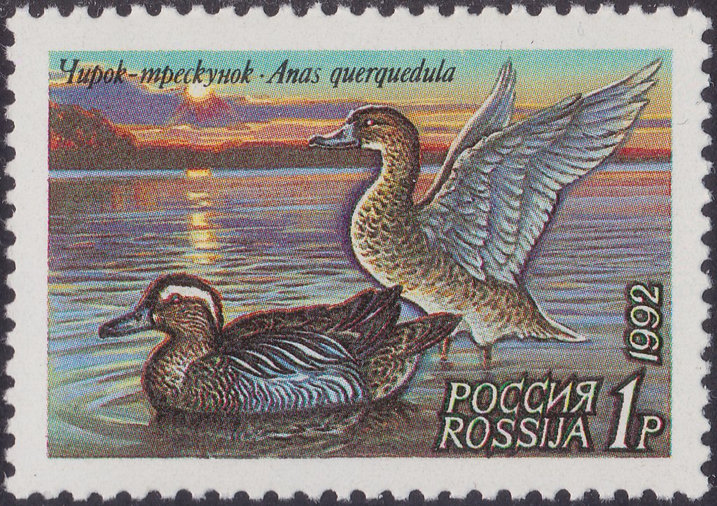 Garganey (Anas querquedula)