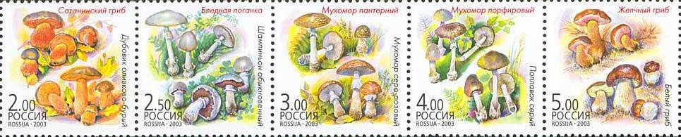 Twin Mushrooms.