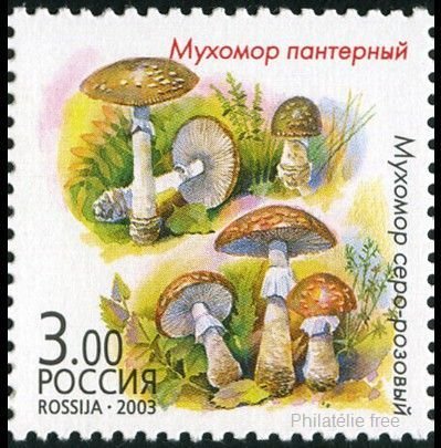 Amanita pantherina & A.rubescens