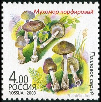A.porphyria & A.vaginata