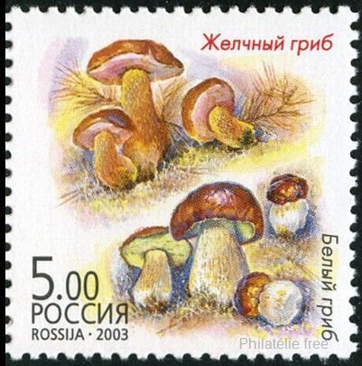 Tylopilus & cep (Boletus edulis)