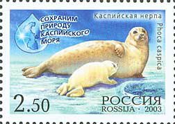 Caspian Seal (Pusa caspica)