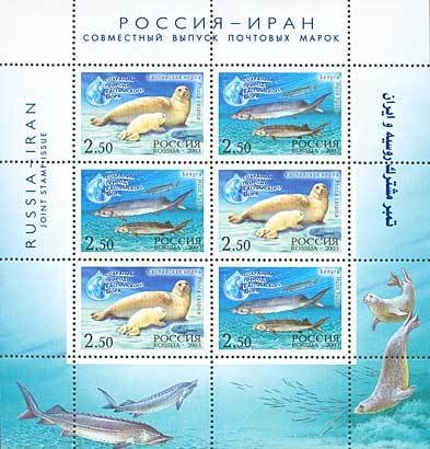 Caspian Seal (Pusa caspica), European Sturgeon (Huso huso)