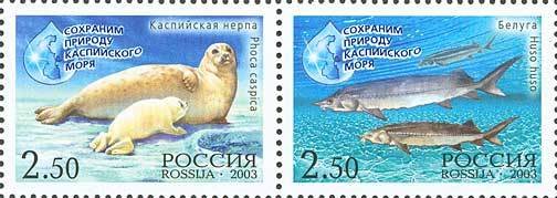 Caspian Seal (Pusa caspica), European Sturgeon (Huso huso)