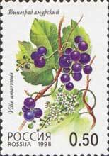Stamp, Grapes (Vitis amurensis), Russia,  , Fruits, Plants (Flora)
