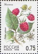 Raspberry (Rubus idaeus)