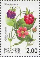 Arctic bramble (Rubus arcticus)