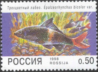 Red-tailed Black Labeo (Epalzeorhynchus bicolor)