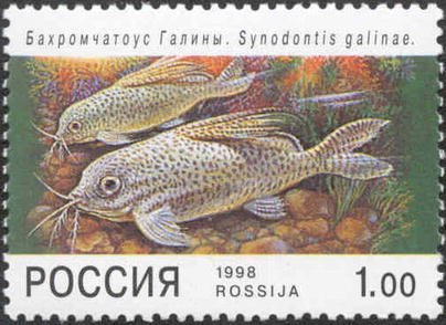 Galina Catfish (Synodontis galinae)