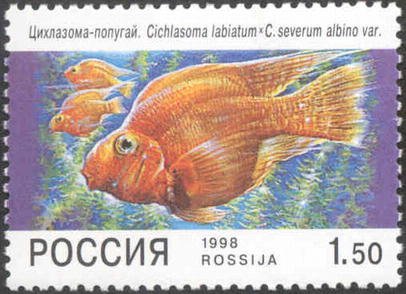 Red Devil (Cichlasoma labiatum x C. severum albino var.)