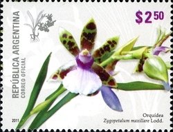 Zygopetalum maxillare