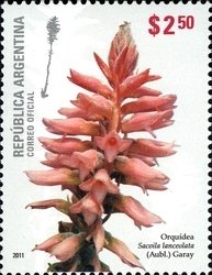 Sacoila lanceolata