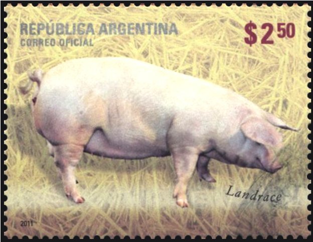 Landrace (Sus scrofa domestica)