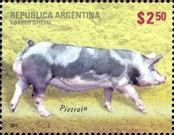 Pietrain (Sus scrofa domestica)