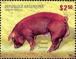 Duroc Jersey (Sus scrofa domestica)