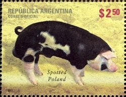 Spotted Polish (Sus scrofa domestica)