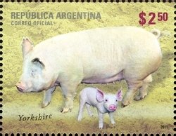 Yorkshire (Sus scrofa domestica)